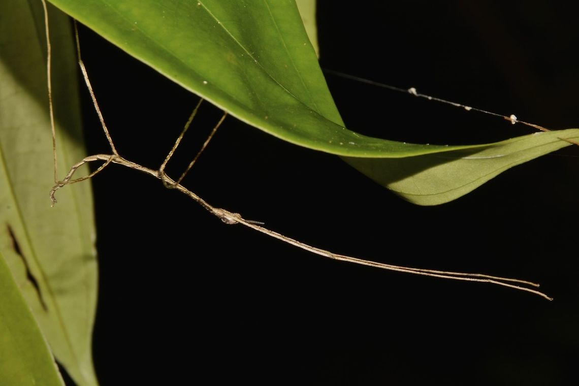 Nymph of Stick Insect, Phasmid - Phobaeticus sp This is a nymph of Phasmid from the genus Phobaeticus.<br />
Could possibly be from the species Phobaeticus decoris, a species newly described in May 2016.<br />
However, as it is still a nymph, it is difficult to state with certainty the exact species.<br />
The holotype of Phobaeticus decoris (decoris meaning beautiful) was found from the same location this nymph was seen. Geotagged,Malaysia,Nymph,Phasmid,Phobaeticus,Phobaeticus sp,Stick Insect,Summer