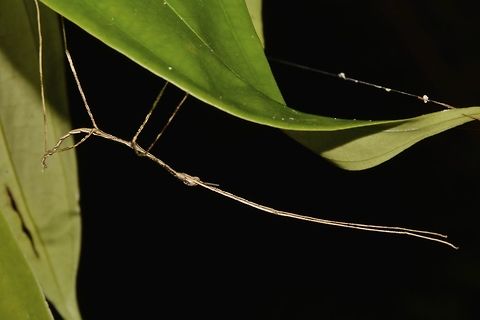 Nymph of Stick Insect, Phasmid - Phobaeticus sp This is a nymph of Phasmid from the genus Phobaeticus.
Could possibly be from the species Phobaeticus decoris, a species newly described in May 2016.
However, as it is still a nymph, it is difficult to state with certainty the exact species.
The holotype of Phobaeticus decoris (decoris meaning beautiful) was found from the same location this nymph was seen. Geotagged,Malaysia,Nymph,Phasmid,Phobaeticus,Phobaeticus sp,Stick Insect,Summer