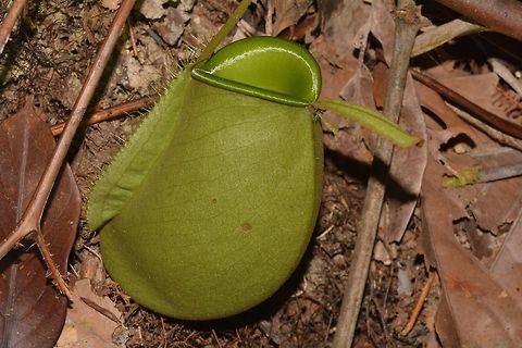 Pitcher Plants  Geotagged,Malaysia,Nepenthes ampullaria,Pitcher Plants,Sarawak,Summer