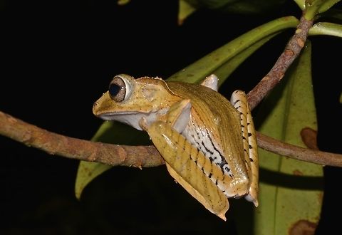 File-eared Tree Frog