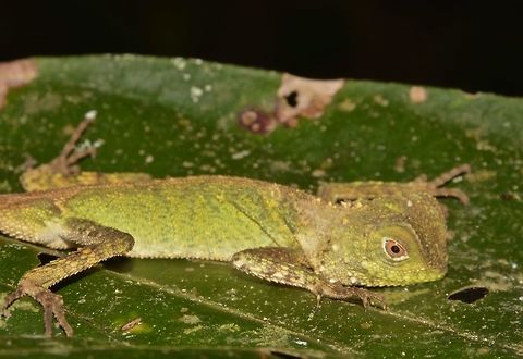 Borneo Anglehead Lizard, Borneo Forest Dragon A juvenile Borneo Anglehead Lizard - Gonocephalus bornensis, resting on a leaf. Borneo Anglehead Lizard,Geotagged,Gonocephalus bornensis,Malaysia,Sarawak,Summer