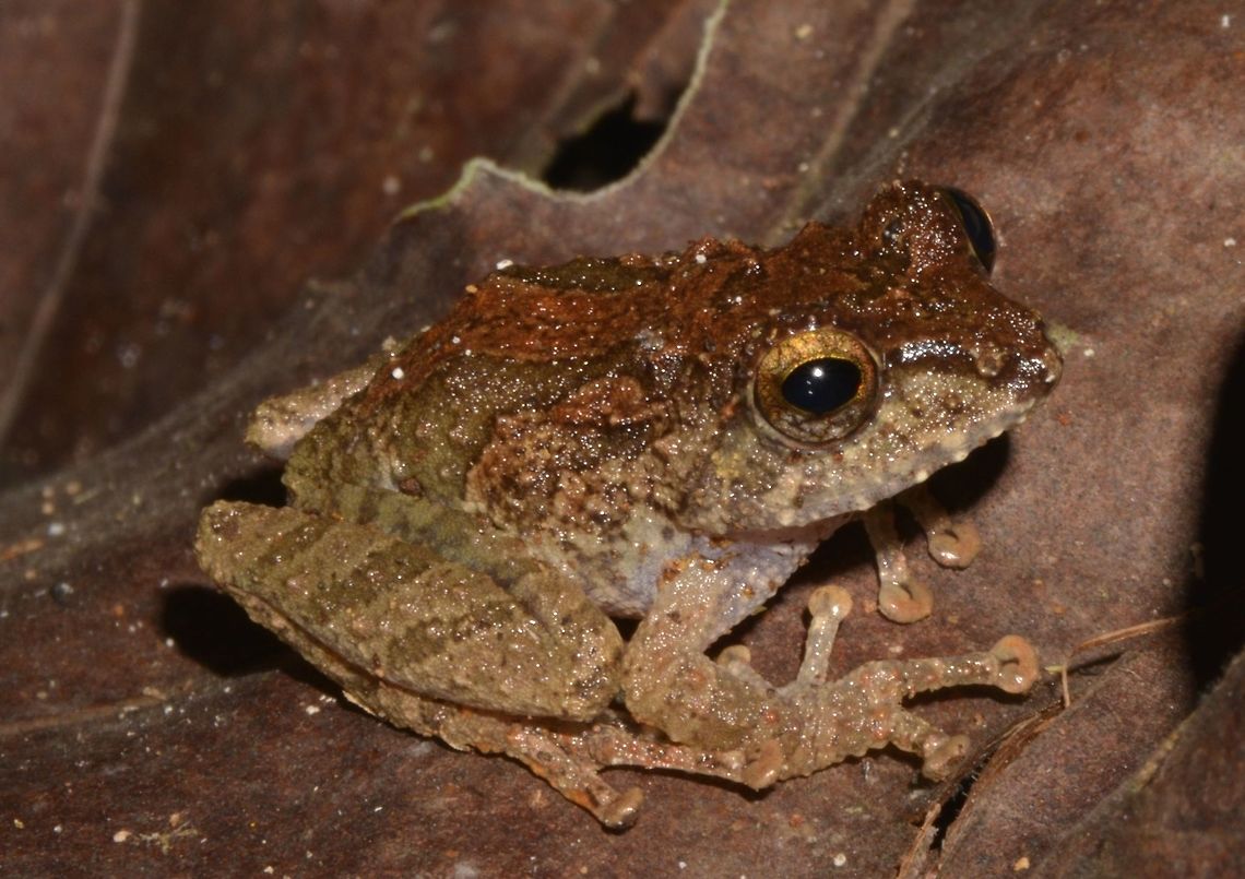 Kaki Panjang/Long-legged Bush Frog Frog, found among leaf litters. Frog,Geotagged,Long-legged Bush Frog,Malaysia,Philautus kakipanjang,Sarawak,Summer