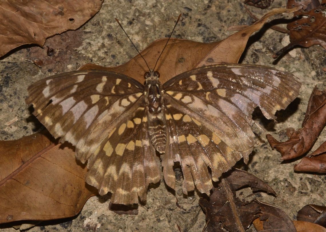 Tired and worn out Not sure, but could it be a old and worn-out  Archduke Butterfly? Butterfly,Geotagged,Lexias canescens,Malaysia,Sarawak,Summer
