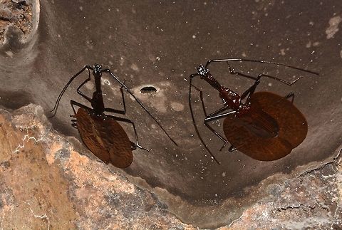 2 Violins 2 Violin Beetles on the underside of a big fungi Geotagged,Malaysia,Mormolyce phyllodes,Sarawak,Summer,Violin Beetle