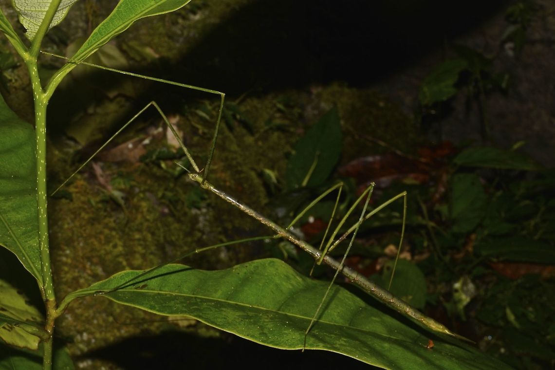 Stick Insect, Phasmid - Prosentoria arrogans This is a female Phasmid of the species Prosentoria arrogans.<br />
<br />
Close-up of her can be seen here :<br />
<br />
<figure class="photo"><a href="https://www.jungledragon.com/image/44809/stick_insect_phasmid_-_prosentoria_arrogans.html" title="Stick Insect, Phasmid - Prosentoria arrogans"><img src="https://s3.amazonaws.com/media.jungledragon.com/images/2994/44809_thumb.jpg?AWSAccessKeyId=05GMT0V3GWVNE7GGM1R2&Expires=1769040010&Signature=F0DVpB1cmyVfn2gcNO7Yp3%2F5oSg%3D" width="200" height="134" alt="Stick Insect, Phasmid - Prosentoria arrogans This is a female Phasmid of the species Prosentoria arrogans. Quite a large species, with horn-like appendages on her head.<br />
<br />
Picture of the whole Phasmid can be seen here :<br />
<br />
https://www.jungledragon.com/image/45002/stick_insect_phasmid_-_prosentoria_arrogans.html<br />
 Geotagged,Malaysia,Phasmid,Prosentoria arrogans,Sarawak,Stick Insect,Summer" /></a></figure><br />
<br />
Males of this species can be seen here :<br />
<br />
<figure class="photo"><a href="https://www.jungledragon.com/image/47056/stick_insect_phasmid_-_prosentoria_arrogans.html" title="Stick Insect, Phasmid - Prosentoria arrogans"><img src="https://s3.amazonaws.com/media.jungledragon.com/images/2994/47056_thumb.jpg?AWSAccessKeyId=05GMT0V3GWVNE7GGM1R2&Expires=1769040010&Signature=p1DLvPksWurM9ySdpHqK0XgYLrQ%3D" width="200" height="150" alt="Stick Insect, Phasmid - Prosentoria arrogans This is the male Phasmid of the species, Prosentoria arrogans.<br />
<br />
Female of this species can be seen here :<br />
<br />
https://www.jungledragon.com/image/45002/stick_insect_phasmid_-_prosentoria_arrogans.html<br />
 Fall,Geotagged,Malaysia,Phasmid,Prosentoria arrogans,Sabah,Stick Insect" /></a></figure><br />
 Geotagged,Malaysia,Prosentoria arrogans,Sarawak,Summer