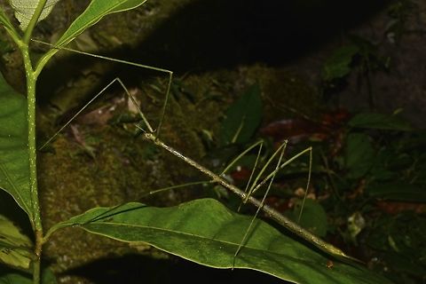 Stick Insect, Phasmid - Prosentoria arrogans This is a female Phasmid of the species Prosentoria arrogans.

Close-up of her can be seen here :

https://www.jungledragon.com/image/44809/stick_insect_phasmid_-_prosentoria_arrogans.html

Males of this species can be seen here :

https://www.jungledragon.com/image/47056/stick_insect_phasmid_-_prosentoria_arrogans.html
 Geotagged,Malaysia,Prosentoria arrogans,Sarawak,Summer