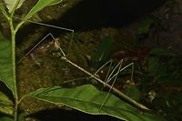 Stick Insect, Phasmid - Prosentoria arrogans This is a female Phasmid of the species Prosentoria arrogans.<br />
<br />
Close-up of her can be seen here :<br />
<br />
https://www.jungledragon.com/image/44809/stick_insect_phasmid_-_prosentoria_arrogans.html<br />
<br />
Males of this species can be seen here :<br />
<br />
https://www.jungledragon.com/image/47056/stick_insect_phasmid_-_prosentoria_arrogans.html<br />
 Geotagged,Malaysia,Prosentoria arrogans,Sarawak,Summer