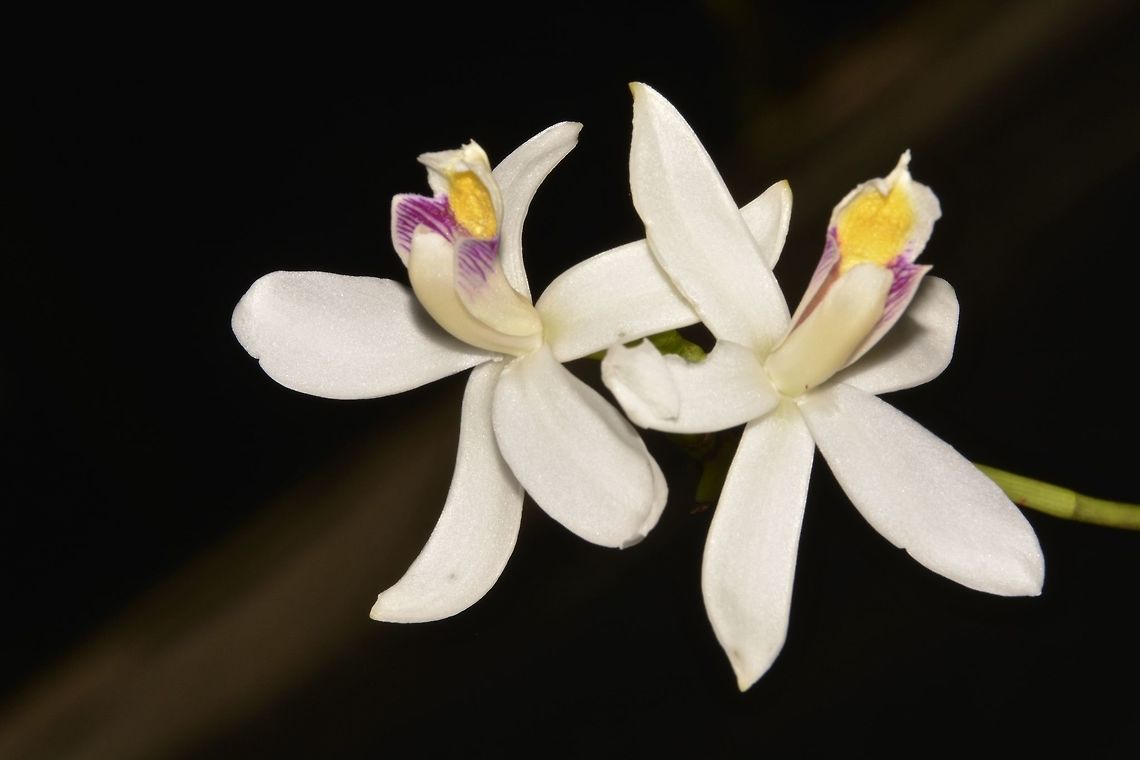 Pale Reed Orchid - Bromheadia finlaysoniana  Bromheadia finlaysoniana,Geotagged,Malaysia,Orchids,Pale Reed Orchid,Sarawak,Summer