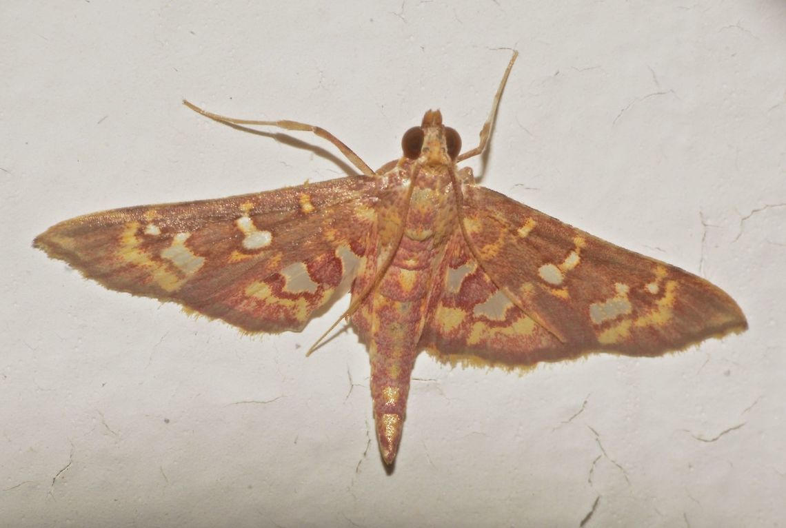 Crambid Moth Moth, attracted by light at night Crambid Moth,Geotagged,Ischnurges gratiosalis,Malaysia,Moth,Sarawak,Summer