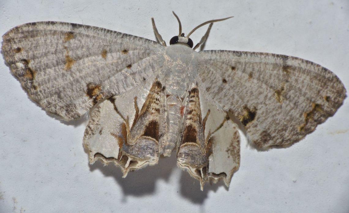Uraniid Moth - Dysaethria sp Uraniid Moth - Dysaethria sp., attracted by light at night Dysaethria,Dysaethria sp.,Geotagged,Malaysia,Moth,Sarawak,Summer,Uraniid Moth