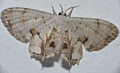Uraniid Moth - Dysaethria sp Uraniid Moth - Dysaethria sp., attracted by light at night Dysaethria,Dysaethria sp.,Geotagged,Malaysia,Moth,Sarawak,Summer,Uraniid Moth