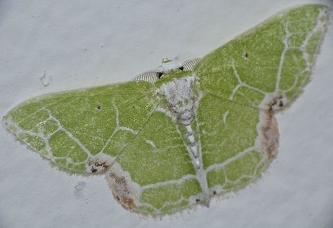 Geometrid Moth Geometrid Moth - Protuliocnemis biplagiata, attracted by light at night Geometrid Moth,Geotagged,Malaysia,Moth,Protuliocnemis biplagiata,Sarawak,Summer