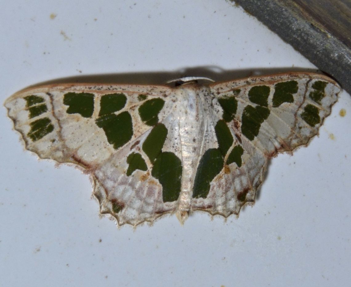 Geometrid Moth Geometrid Moth -Antitrygodes divisaria, attracted by light at night Antitrygodes divisaria,Geometrid Moth,Geotagged,Malaysia,Moth,Sarawak,Scopula divisaria,Summer