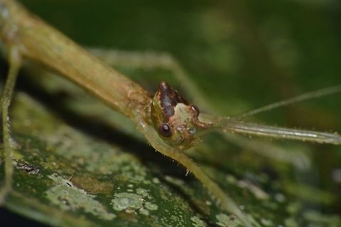 Nymph of Stick Insect, Phasmid - Hennemannia alveare This is a nymph of Phasmid - Hennemannia alveare.
The protusion/appendage on her head is not fully developed yet as seen in the adult.

Picture of the whole Phasmid can be seen here :

https://www.jungledragon.com/image/45020/nymph_of_stick_insect_phasmid_-_hennemannia_alveare.html
 Geotagged,Hennemannia alveare,Malaysia,Phasmid,Sarawak,Stick Insect,Summer