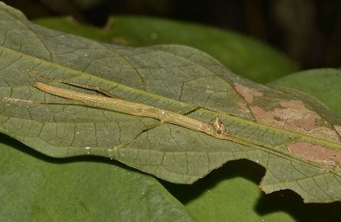 Nymph of Stick Insect, Phasmid - Hennemannia alveare This is a nymph of Phasmid - Hennemannia alveare. Geotagged,Hennemannia alveare,Malaysia,Nymph,Phasmid,Sarawak,Stick Insect,Summer
