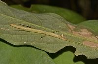Nymph of Stick Insect, Phasmid - Hennemannia alveare This is a nymph of Phasmid - Hennemannia alveare. Geotagged,Hennemannia alveare,Malaysia,Nymph,Phasmid,Sarawak,Stick Insect,Summer