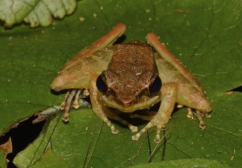 Frog - Meristogenys jerboa Frog, seen along a stream.

Endemic to Borneo. Frog,Geotagged,Malaysia,Meristogenys jerboa,Sarawak,Summer,Western Torrent Frog