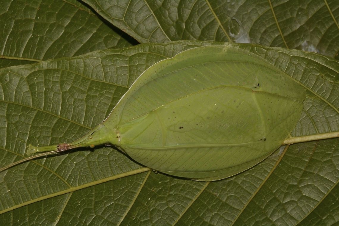 Leaf Mimic Katydid This Mimic Leaf Katydid - Tympanophyllum atroterminatum was seen flattened on the leaf. Geotagged,Katydid,Leaf Katydid,Leaf Mimic Katydid,Malaysia,Sarawak,Summer,Tympanophyllum atroterminatum