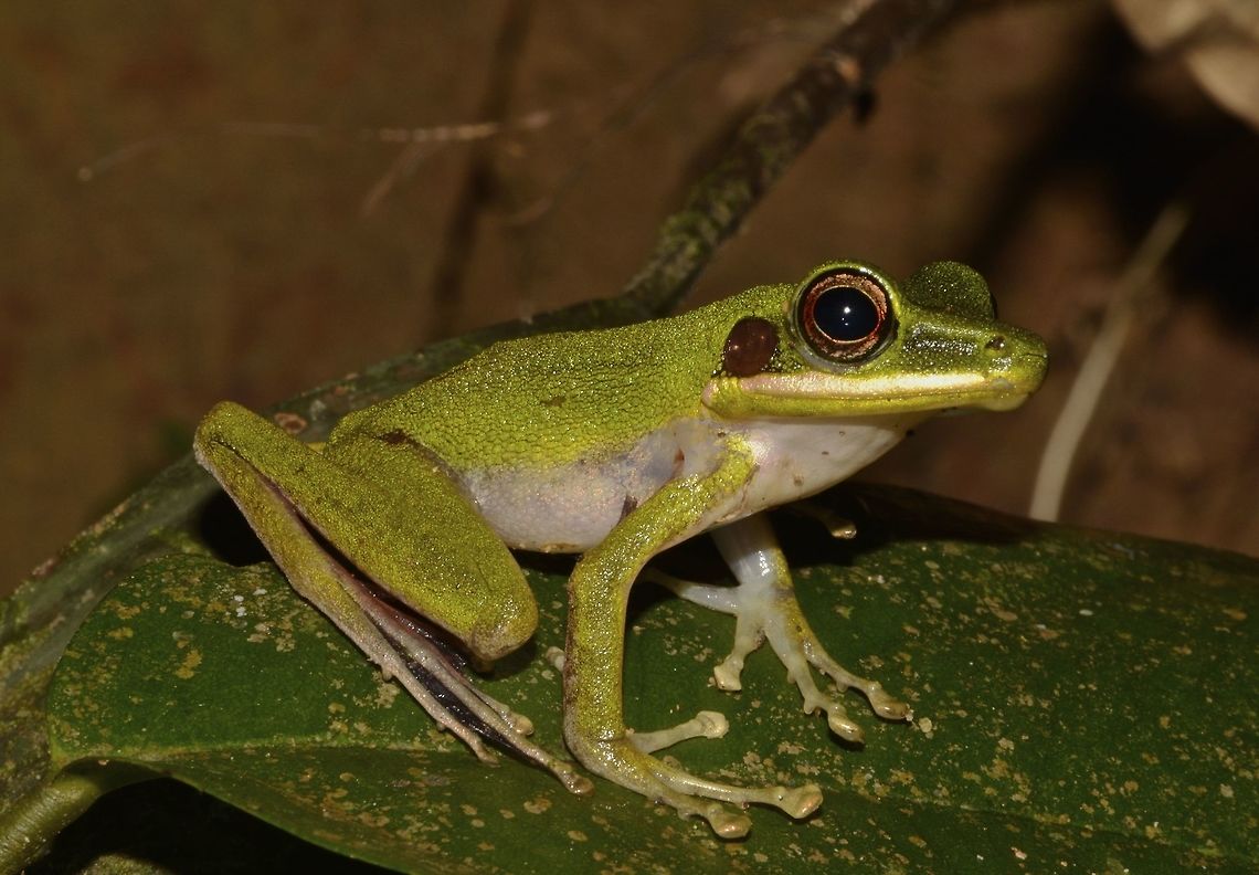 White-Lipped Frog  Chalcorana raniceps,Copper-cheeked Frog,Frog,Geotagged,Hylarana raniceps,Malaysia,Sarawak,Summer,White-Lipped Frog,White-lipped Frog,White-lipped frog