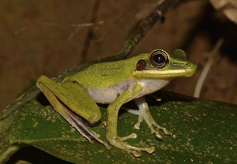White-Lipped Frog  Chalcorana raniceps,Copper-cheeked Frog,Frog,Geotagged,Hylarana raniceps,Malaysia,Sarawak,Summer,White-Lipped Frog,White-lipped Frog,White-lipped frog