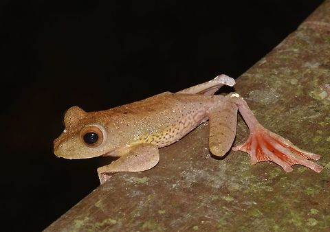 Harlequin Tree Frog Harlequin Tree Frog - Rhacophorus pardalis, a common sight at the Frog Pond of Kubah National Park. Geotagged,Harlequin tree frog,Malaysia,Rhacophorus pardalis,Sarawak,Summer