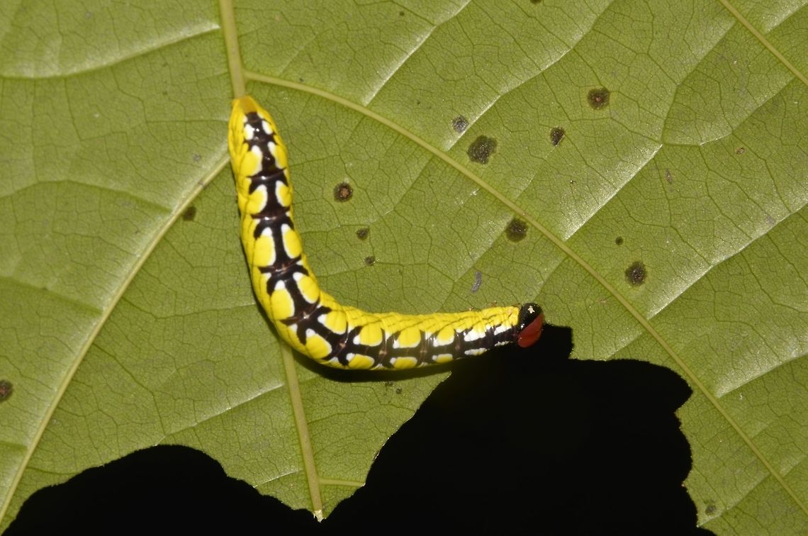 Moth Caterpillar Caterpillar of Moth - Chadisra bipartita Caterpillar,Chadisra bipartita,Geotagged,Malaysia,Moth Caterpillar,Sarawak,Summer