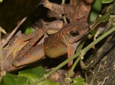 Toad  Ansonia longidigita,Geotagged,Malaysia,Sarawak,Summer,Toad