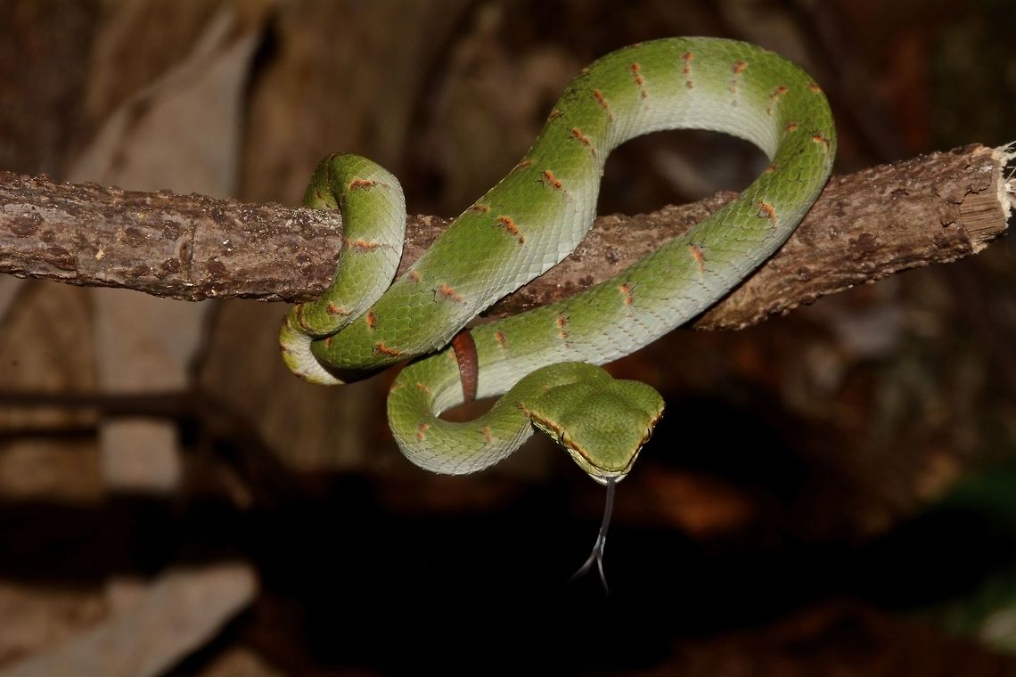Bornean Keeled Pit Viper This is a juvenils Bornean Keeled Pit Viper - Tropidolaemus subannulatus.<br />
It was a bit feisty when I tried to take close-up pictures of it, striking at me several times, that I have to leave it without close-up shots. Bornean Keeled Pit Viper,Geotagged,Malaysia,Sarawak,Snake,Summer,Tropidolaemus subannulatus,Viper