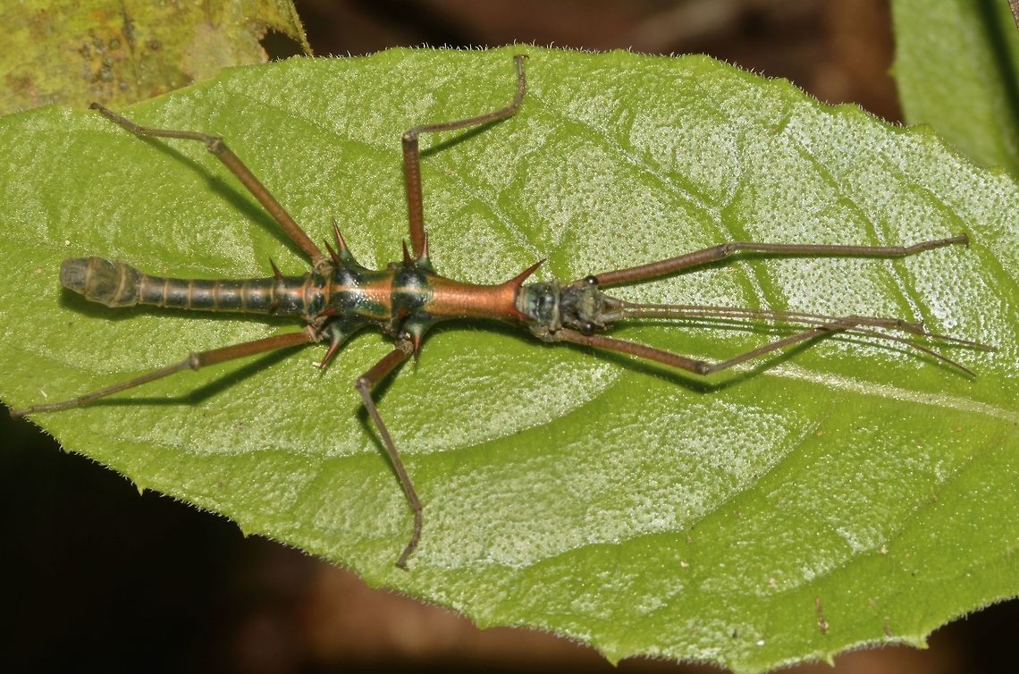 Stick Insect, Phasmid - Epidares nolimetangere This is a male Phasmid of the species Epidares nolimetangere.<br />
They are a very spiny species. Epidares nolimetangere,Geotagged,Malaysia,Phasmid,Sarawak,Stick Insect,Summer,Touch-me-not Stick Insect