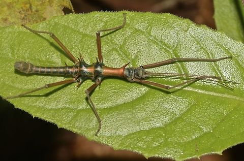 Stick Insect, Phasmid - Epidares nolimetangere This is a male Phasmid of the species Epidares nolimetangere.
They are a very spiny species. Epidares nolimetangere,Geotagged,Malaysia,Phasmid,Sarawak,Stick Insect,Summer,Touch-me-not Stick Insect