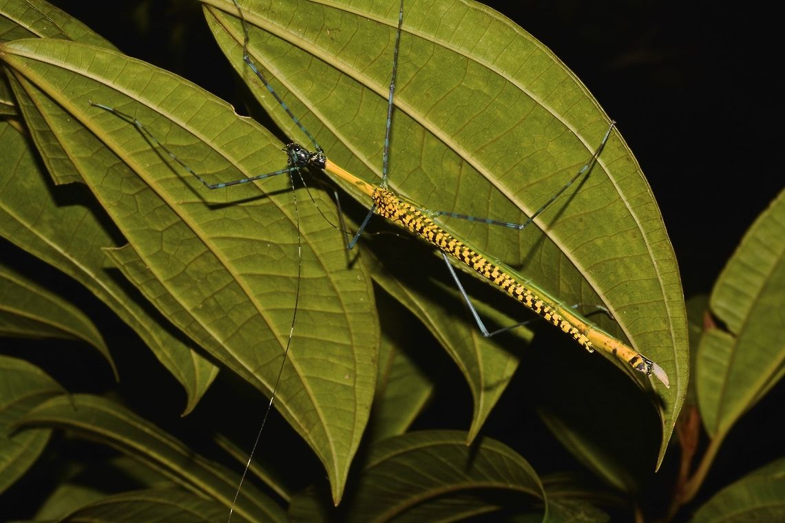 Stick Insect, Phasmid - Orthonecroscia pulcherrima This is a female Phasmid of the species Orthonecroscia pulcherrima.<br />
She is yellow in colour on the body and wings with black markings on the body.<br />
Her legs are segmented in blue and black.<br />
In this picture, she is carrying an egg.<br />
<br />
Picture of the Male of this species can be seen here :<br />
<br />
<figure class="photo"><a href="https://www.jungledragon.com/image/45034/stick_insect_phasmid_-_orthonecroscia_pulcherrima.html" title="Stick Insect, Phasmid - Orthonecroscia pulcherrima"><img src="https://s3.amazonaws.com/media.jungledragon.com/images/2994/45034_thumb.jpg?AWSAccessKeyId=05GMT0V3GWVNE7GGM1R2&Expires=1767225610&Signature=26PR6yEdPG8JAZTTnajs3PsvEMs%3D" width="200" height="134" alt="Stick Insect, Phasmid - Orthonecroscia pulcherrima This is a Male Phasmid of the species Orthonecroscia pulcherrima.<br />
He is all blue in colour with markings of black on the wings and segments of black on the legs.<br />
<br />
Picture of the Female of this species can be seen here :<br />
<br />
https://www.jungledragon.com/image/45033/stick_insect_phasmid_-_orthonecroscia_pulcherrima.html<br />
 Geotagged,Malaysia,Orthonecroscia pulcherrima,Phasmid,Sarawak,Stick Insect,Summer" /></a></figure><br />
<br />
Close-up picture of her carrying the egg can be seen here :<br />
<br />
<figure class="photo"><a href="https://www.jungledragon.com/image/45035/bullet_egg.html" title="Bullet Egg"><img src="https://s3.amazonaws.com/media.jungledragon.com/images/2994/45035_thumb.jpg?AWSAccessKeyId=05GMT0V3GWVNE7GGM1R2&Expires=1767225610&Signature=qgFlbEoBte2ScxWkTbH793iiK8E%3D" width="200" height="138" alt="Bullet Egg This is a close-up picture showing a Females Phasmid - Orthonecroscia pulcherrima carrying her egg.<br />
The egg is bullet-shape and she will drill it to substrate to deposit them.<br />
<br />
Picture of the Phasmid can be seen here :<br />
<br />
https://www.jungledragon.com/image/45033/stick_insect_phasmid_-_orthonecroscia_pulcherrima.html<br />
 Egg,Geotagged,Malaysia,Orthonecroscia pulcherrima,Phasmid,Stick Insect,Summer" /></a></figure><br />
<br />
 Geotagged,Malaysia,Orthonecroscia pulcherrima,Phasmid,Sarawak,Stick Insect,Summer