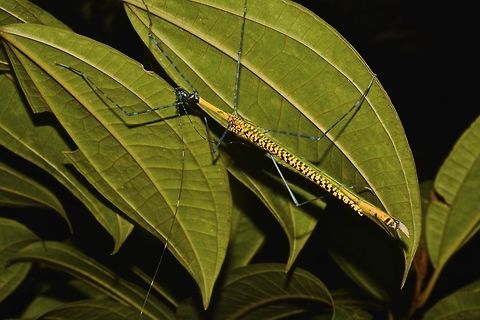 Stick Insect, Phasmid - Orthonecroscia pulcherrima This is a female Phasmid of the species Orthonecroscia pulcherrima.
She is yellow in colour on the body and wings with black markings on the body.
Her legs are segmented in blue and black.
In this picture, she is carrying an egg.

Picture of the Male of this species can be seen here :

https://www.jungledragon.com/image/45034/stick_insect_phasmid_-_orthonecroscia_pulcherrima.html

Close-up picture of her carrying the egg can be seen here :

https://www.jungledragon.com/image/45035/bullet_egg.html

 Geotagged,Malaysia,Orthonecroscia pulcherrima,Phasmid,Sarawak,Stick Insect,Summer