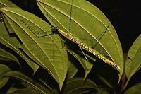 Stick Insect, Phasmid - Orthonecroscia pulcherrima This is a female Phasmid of the species Orthonecroscia pulcherrima.<br />
She is yellow in colour on the body and wings with black markings on the body.<br />
Her legs are segmented in blue and black.<br />
In this picture, she is carrying an egg.<br />
<br />
Picture of the Male of this species can be seen here :<br />
<br />
https://www.jungledragon.com/image/45034/stick_insect_phasmid_-_orthonecroscia_pulcherrima.html<br />
<br />
Close-up picture of her carrying the egg can be seen here :<br />
<br />
https://www.jungledragon.com/image/45035/bullet_egg.html<br />
<br />
 Geotagged,Malaysia,Orthonecroscia pulcherrima,Phasmid,Sarawak,Stick Insect,Summer