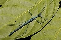 Stick Insect, Phasmid - Orthonecroscia pulcherrima This is a Male Phasmid of the species Orthonecroscia pulcherrima.<br />
He is all blue in colour with markings of black on the wings and segments of black on the legs.<br />
<br />
Picture of the Female of this species can be seen here :<br />
<br />
https://www.jungledragon.com/image/45033/stick_insect_phasmid_-_orthonecroscia_pulcherrima.html<br />
Geotagged,Malaysia,Orthonecroscia pulcherrima,Phasmid,Sarawak,Stick Insect,Summer