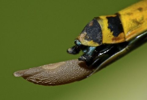 Bullet Egg This is a close-up picture showing a Females Phasmid - Orthonecroscia pulcherrima carrying her egg.
The egg is bullet-shape and she will drill it to substrate to deposit them.

Picture of the Phasmid can be seen here :

https://www.jungledragon.com/image/45033/stick_insect_phasmid_-_orthonecroscia_pulcherrima.html
 Egg,Geotagged,Malaysia,Orthonecroscia pulcherrima,Phasmid,Stick Insect,Summer