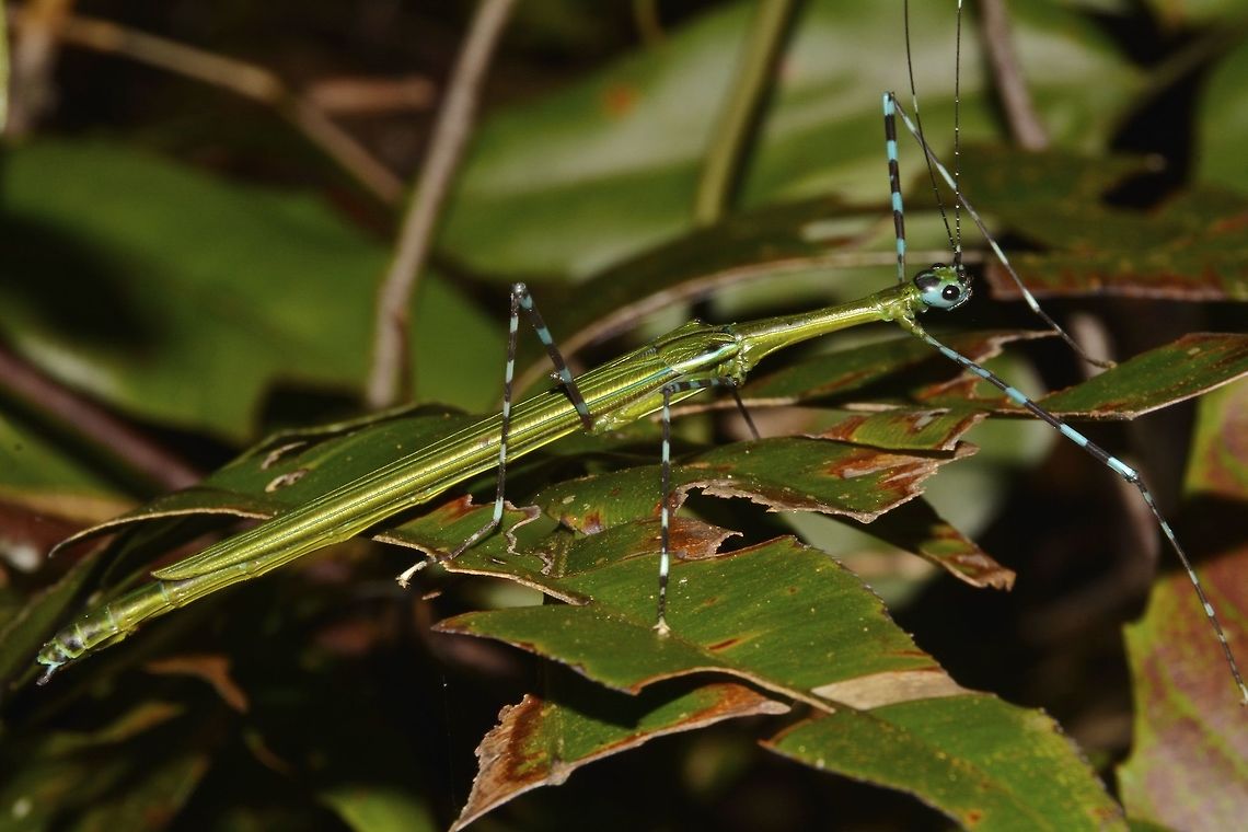 Stick Insect, Phasmid - Orthonecroscia conlei This is a female Phasmid of the species Orthonecroscia conlei.<br />
This species was newly described in May 2016. Geotagged,Malaysia,Orthonecroscia conlei,Phasmid,Sarawak,Stick Insect,Summer