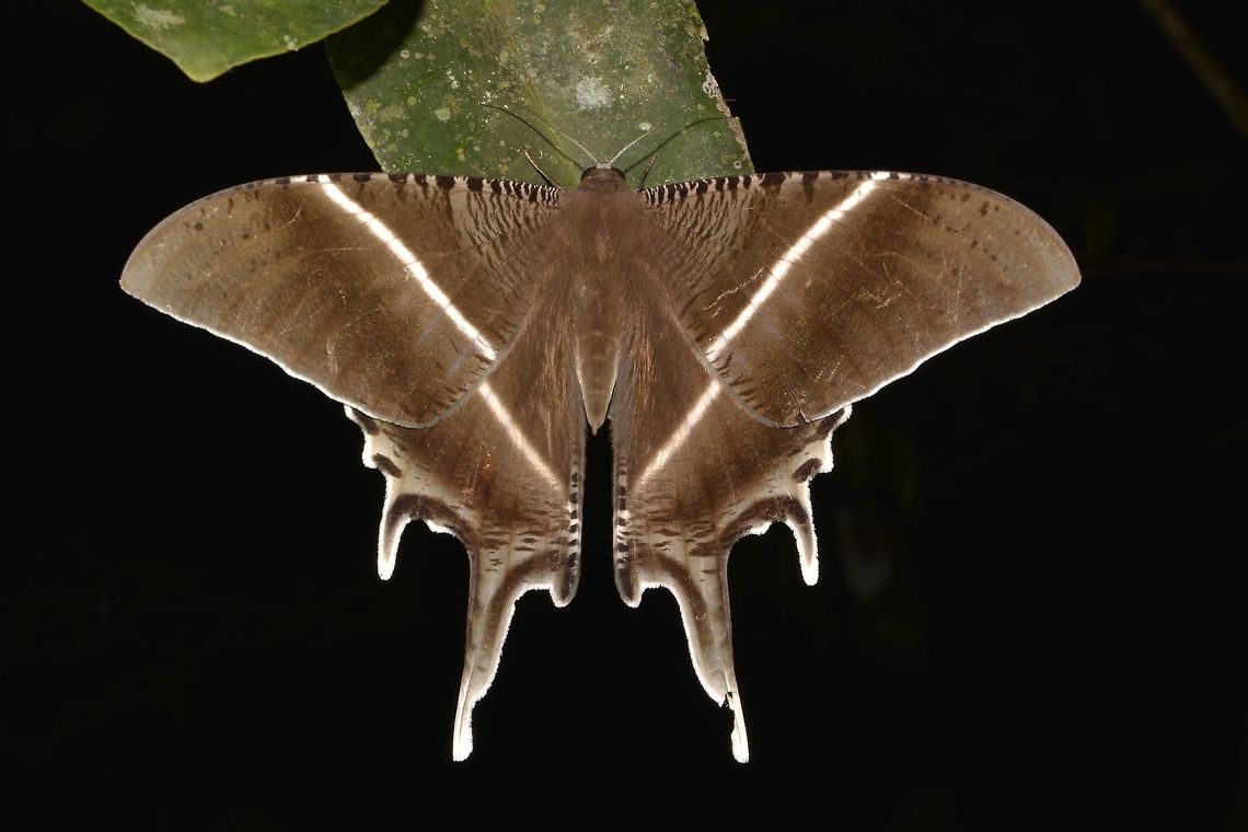 Swallow Tail Moth  Geotagged,Lyssa zampa,Malaysia,Sarawak,Summer,Tropical Swallow Tail Moth