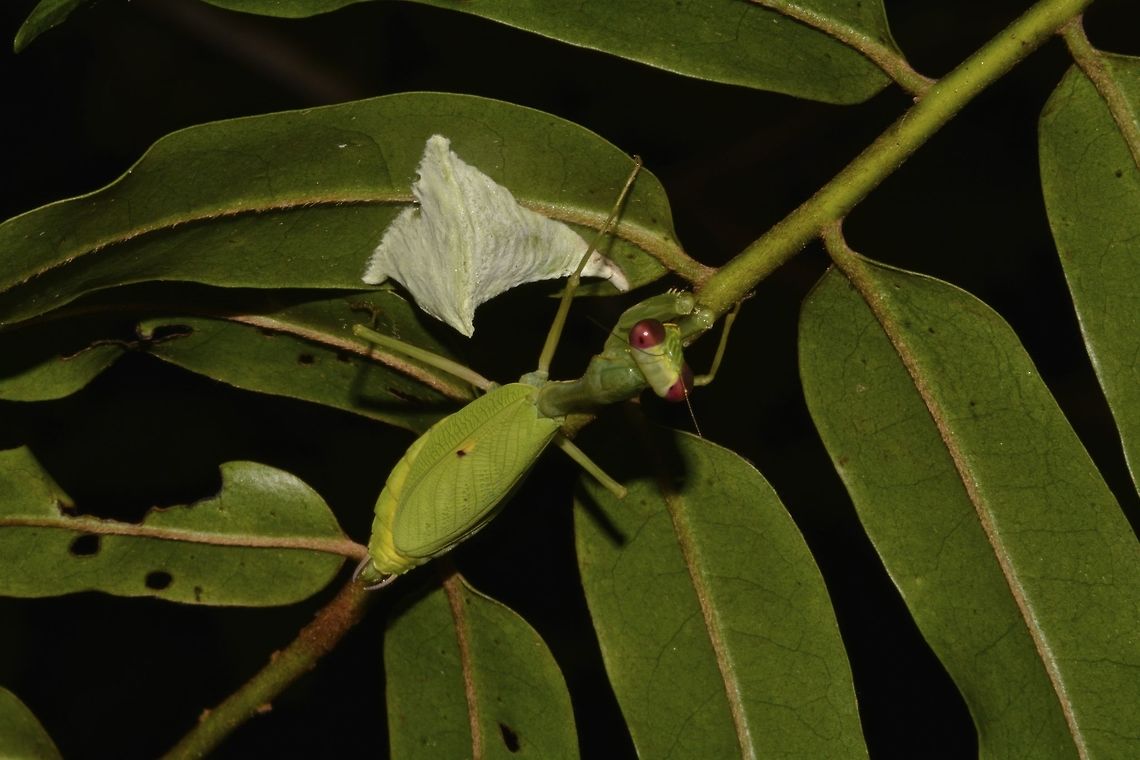 Mantis & Ootheca This red-eyed Praying Mantis probably newly laid her egg mass, Ootheca, that's the whitish stuff under the leaf.<br />
They don't take care of the eggs after laying it and the it will incubate for a certain period and then hundreds of them will hatch from the Ootheca. Eggs,Geotagged,Malaysia,Mantis,Ootheca,Praying Mantis,Sarawak,Summer