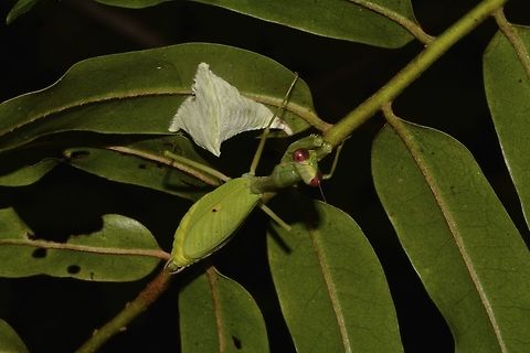 Mantis & Ootheca This red-eyed Praying Mantis probably newly laid her egg mass, Ootheca, that's the whitish stuff under the leaf.
They don't take care of the eggs after laying it and the it will incubate for a certain period and then hundreds of them will hatch from the Ootheca. Eggs,Geotagged,Malaysia,Mantis,Ootheca,Praying Mantis,Sarawak,Summer