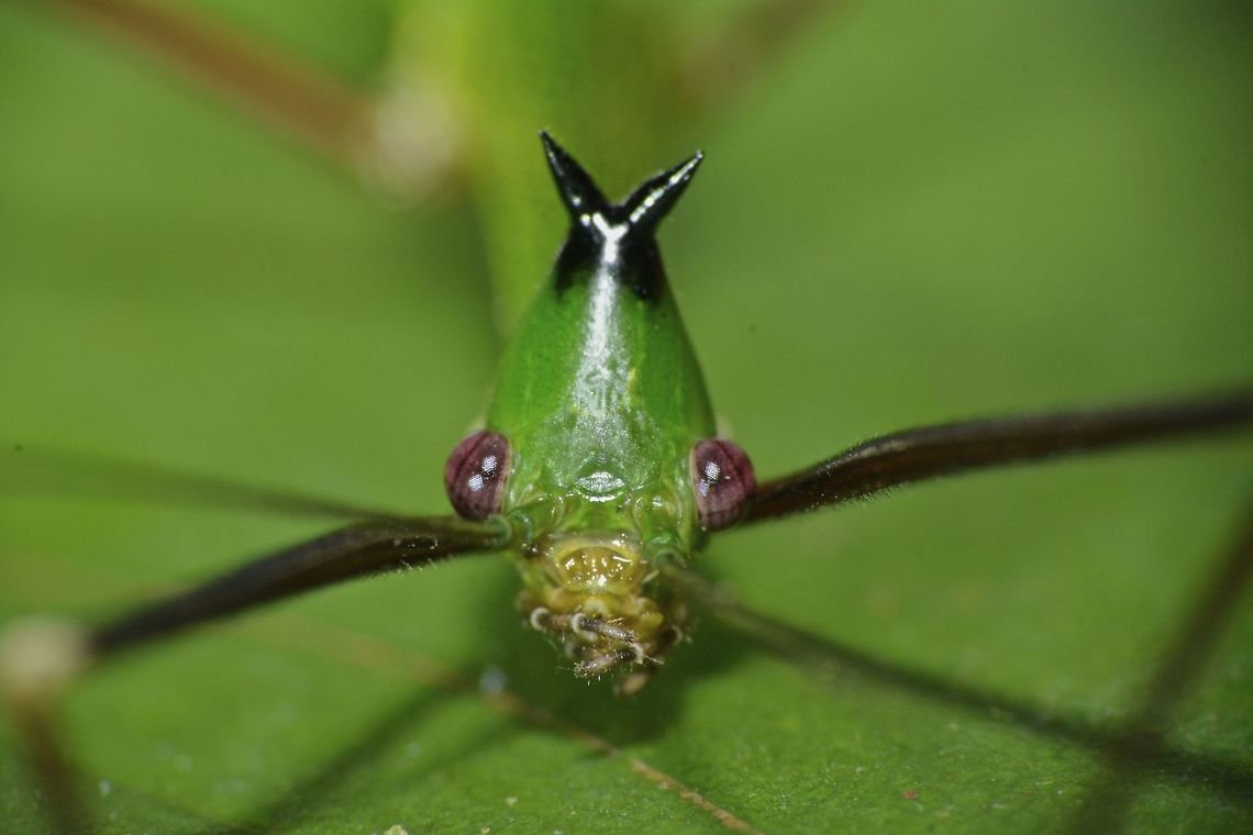 Stick Insect, Phasmid - Paradiacantha acanthocephala This is a Male Phasmid of the species Paradiacantha acanthocephala.<br />
Species from the genus Paradiacantha has the V-spines on their head.<br />
<br />
Picture of the whole Phasmid can be seen here :<br />
<br />
<figure class="photo"><a href="https://www.jungledragon.com/image/45041/stick_insect_phasmid_-_paradiacantha_acanthocephala.html" title="Stick Insect, Phasmid - Paradiacantha acanthocephala"><img src="https://s3.amazonaws.com/media.jungledragon.com/images/2994/45041_thumb.jpg?AWSAccessKeyId=05GMT0V3GWVNE7GGM1R2&Expires=1769040010&Signature=lZ%2FZudKtBBTPw2re%2FwXiUX%2BON%2Fw%3D" width="200" height="134" alt="Stick Insect, Phasmid - Paradiacantha acanthocephala This is a Male Phasmid of the species Paradiacantha acanthocephala.<br />
Species from the genus Paradiacantha has V-spines on their head.<br />
<br />
Close-up of the face can be seen here :<br />
<br />
https://www.jungledragon.com/image/45040/stick_insect_phasmid_-_paradiacantha_acanthocephala.html<br />
 Geotagged,Malaysia,Paradiacantha acanthocephala,Phasmid,Sarawak,Stick Insect,Summer" /></a></figure><br />
<br />
 Geotagged,Malaysia,Paradiacantha acanthocephala,Phasmid,Sarawak,Stick Insect,Summer