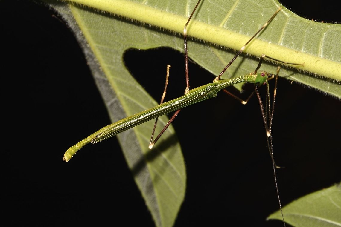Stick Insect, Phasmid - Paradiacantha acanthocephala This is a Male Phasmid of the species Paradiacantha acanthocephala.<br />
Species from the genus Paradiacantha has V-spines on their head.<br />
<br />
Close-up of the face can be seen here :<br />
<br />
<figure class="photo"><a href="https://www.jungledragon.com/image/45040/stick_insect_phasmid_-_paradiacantha_acanthocephala.html" title="Stick Insect, Phasmid - Paradiacantha acanthocephala"><img src="https://s3.amazonaws.com/media.jungledragon.com/images/2994/45040_thumb.jpg?AWSAccessKeyId=05GMT0V3GWVNE7GGM1R2&Expires=1769040010&Signature=sGSrE15dmEszzg2cZ5vWjMsIICc%3D" width="200" height="134" alt="Stick Insect, Phasmid - Paradiacantha acanthocephala This is a Male Phasmid of the species Paradiacantha acanthocephala.<br />
Species from the genus Paradiacantha has the V-spines on their head.<br />
<br />
Picture of the whole Phasmid can be seen here :<br />
<br />
https://www.jungledragon.com/image/45041/stick_insect_phasmid_-_paradiacantha_acanthocephala.html<br />
<br />
 Geotagged,Malaysia,Paradiacantha acanthocephala,Phasmid,Sarawak,Stick Insect,Summer" /></a></figure><br />
 Geotagged,Malaysia,Paradiacantha acanthocephala,Phasmid,Sarawak,Stick Insect,Summer