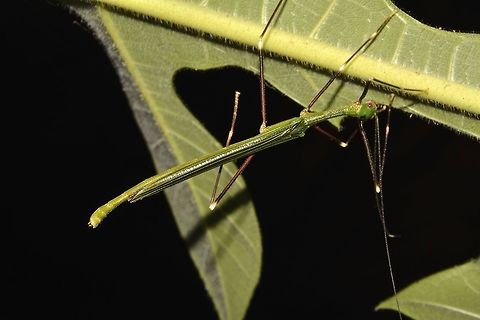 Stick Insect, Phasmid - Paradiacantha acanthocephala This is a Male Phasmid of the species Paradiacantha acanthocephala.
Species from the genus Paradiacantha has V-spines on their head.

Close-up of the face can be seen here :

https://www.jungledragon.com/image/45040/stick_insect_phasmid_-_paradiacantha_acanthocephala.html
 Geotagged,Malaysia,Paradiacantha acanthocephala,Phasmid,Sarawak,Stick Insect,Summer