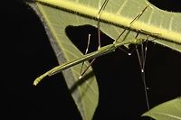 Stick Insect, Phasmid - Paradiacantha acanthocephala This is a Male Phasmid of the species Paradiacantha acanthocephala.<br />
Species from the genus Paradiacantha has V-spines on their head.<br />
<br />
Close-up of the face can be seen here :<br />
<br />
https://www.jungledragon.com/image/45040/stick_insect_phasmid_-_paradiacantha_acanthocephala.html<br />
 Geotagged,Malaysia,Paradiacantha acanthocephala,Phasmid,Sarawak,Stick Insect,Summer