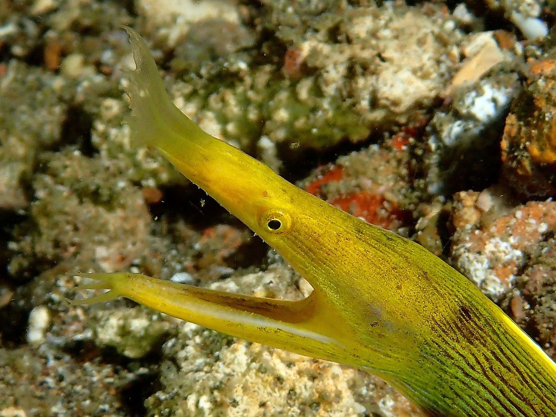 Ribbon Eel - Female Yellow form This is the female/yellow form of Ribbon Eel - Rhinomuraena quaesita. They are seldom seen unlike the Black form or Juveniles and Blue form of Males.<br />
<br />
Interesting facts about Ribbon Eels :<br />
<br />
All ribbon eels start off as male and are black with a yellow dorsal fin. As they mature, the male eels turn mostly bright blue with yellow accents around the mouth and on the dorsal fin. The changes don’t stop there. After the male’s body reaches a certain length, it begins to turn yellow and will develop female parts until it is able to lay eggs. You read that right: they’re (sequential) hermaphrodites. Geotagged,Philippines,Rhinomuraena quaesita,Ribbon eel,Summer