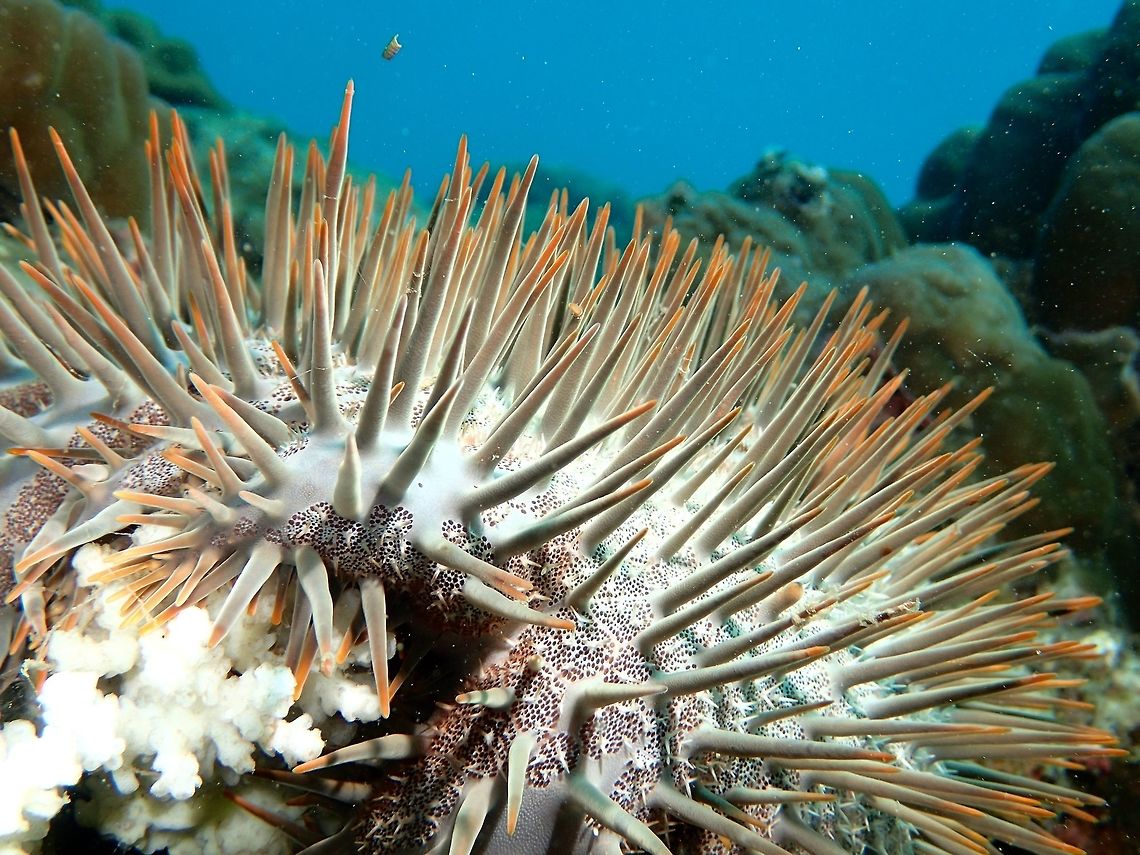 Feeding on Corals This is a Crown of Thorns Starfish - Acanthaster planci. They are large in size and hugely spiny.<br />
They are vociferous feeders of corals.  In the picture, on the bottom left is the 'dead' corals that has been eaten.<br />
Sometimes, there is an outbreak of this Crown of Thorns Starfish and that can be damaging to the reef system as lots of corals could be eaten by them. Acanthaster planci,Anilao,Crown-of-thorns starfish,Geotagged,Philippines,Summer Snowflake
