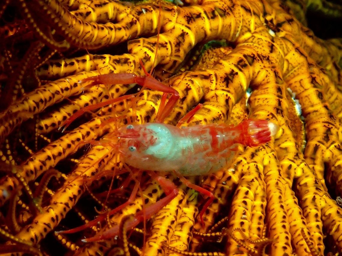 Crinoid Boxer Shrimp - Odontozona crinoidicola This Crinoid Boxer Shrimp - Odontozona crinoidicola are very small in size, around 1 cm.<br />
They lives exclusively among Crinoids, thus can be difficult to find them.<br />
Red in colour, this one is carrying eggs, and the eggs are green in colour. Anilao,Crinoid Boxer Shrimp,Geotagged,Odontozona crinoidicola,Philippines,Shrimp,Summer