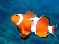 Nemo - Amphiprion ocellaris This Clownfish can be aggressive to protect their 'patch' of anemone host.<br />
Usually, when divers get close to them, they tends to hide among the tentacles of the anemone host, and other times, the bigger one, that's the Female may approach the divers to attack them.  They do bite if the divers insist on  backing off. Amphiprion ocellaris,Anilao,Clownfish,Geotagged,Nemo,Ocellaris Clownfish,Philippines,Summer