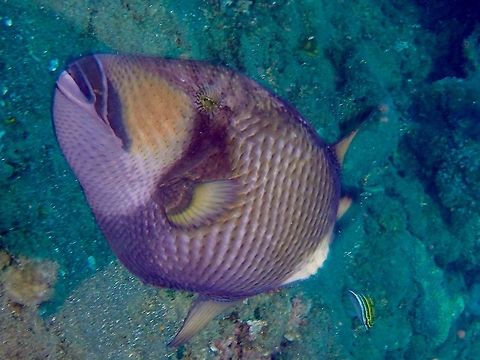 Titan Triggerfish This Titan Triggerfish - Balistoides viridescens can be very aggressive when they are brooding their eggs.
They have been known to 'attack' divers who get too close to them.  They have very sharp teeth and can cause serious damage.

I have personally been 'bitten' by one of them and their sharp teeth managed to cut through my finger nails! Anilao,Balistoides viridescens,Geotagged,Philippines,Summer,Titan triggerfish