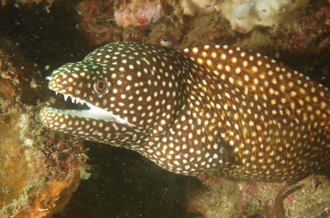 White-Mouth Moray Eel - Gymnothorax meleagris This Moray Eel - Gymnothorax meleagris is light brown in colour with white spots all over the body. Anilao,Eel,Fall,Geotagged,Gymnothorax meleagris,Moray Eel,Philippines,Turkey moray