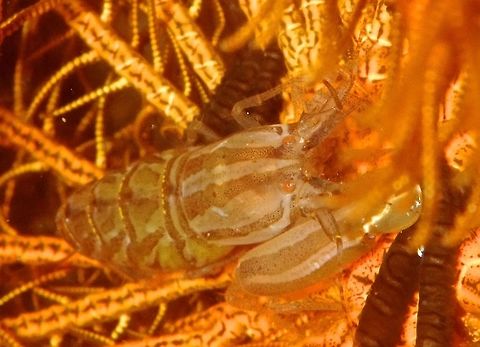 Synalpheus stimpsonii